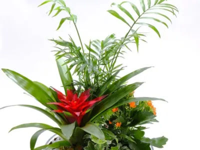 Centro de plantas cristal