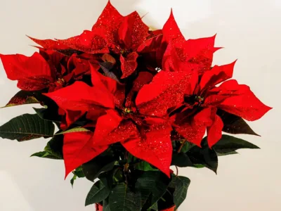 Flor de pascua con recipiente de cerámica