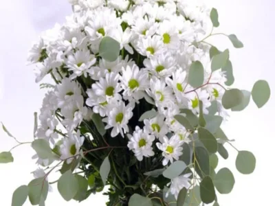 Ramo de margaritas blancas con eucalipto